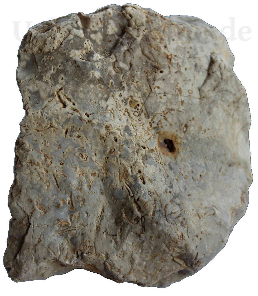 Feuerstein mit Einsprengseln von Fossilien und Schalenresten.