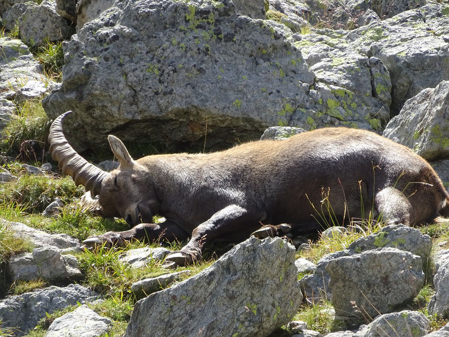 Ce n'est pas une licorne 😁 mais un bouquetin faisant une petite sieste !