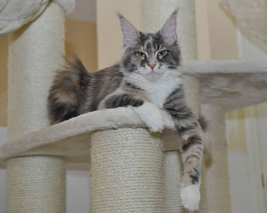 Maine Coon Cats for Sale | Maine Coon Cat for Sale