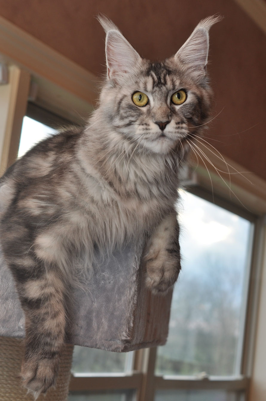 pale silver euro maine coon
