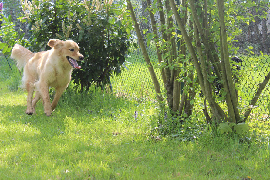 Bellis und Luna