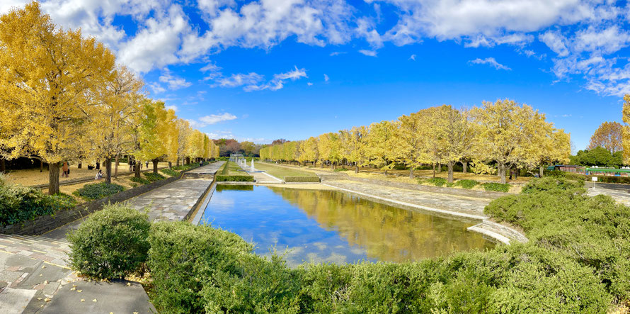 ＊昭和記念公園のカナールにて（2022年撮影）