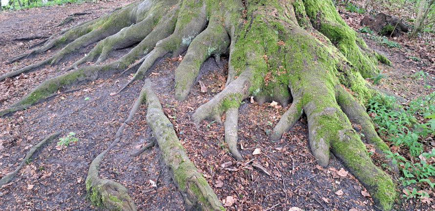 Schmuckelement, Baumwurzeln