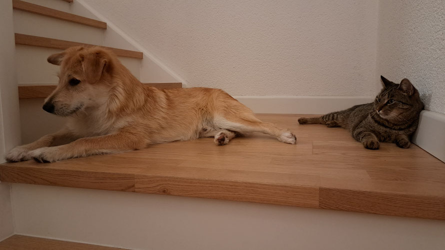 Bild von Therapiebegleithund mit Katze