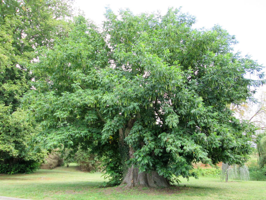 Très viel arbre des "jardins de Paris"