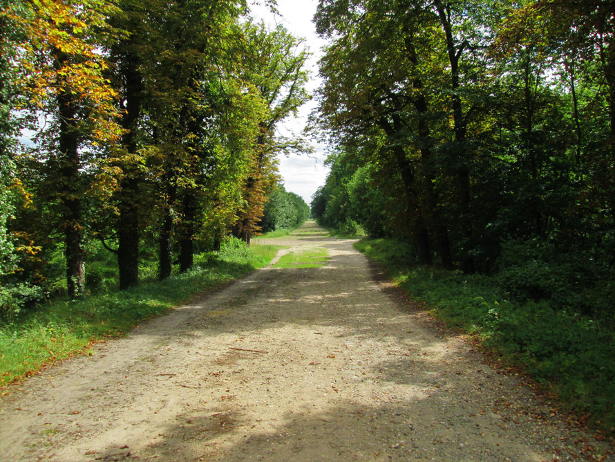 allée cavalière