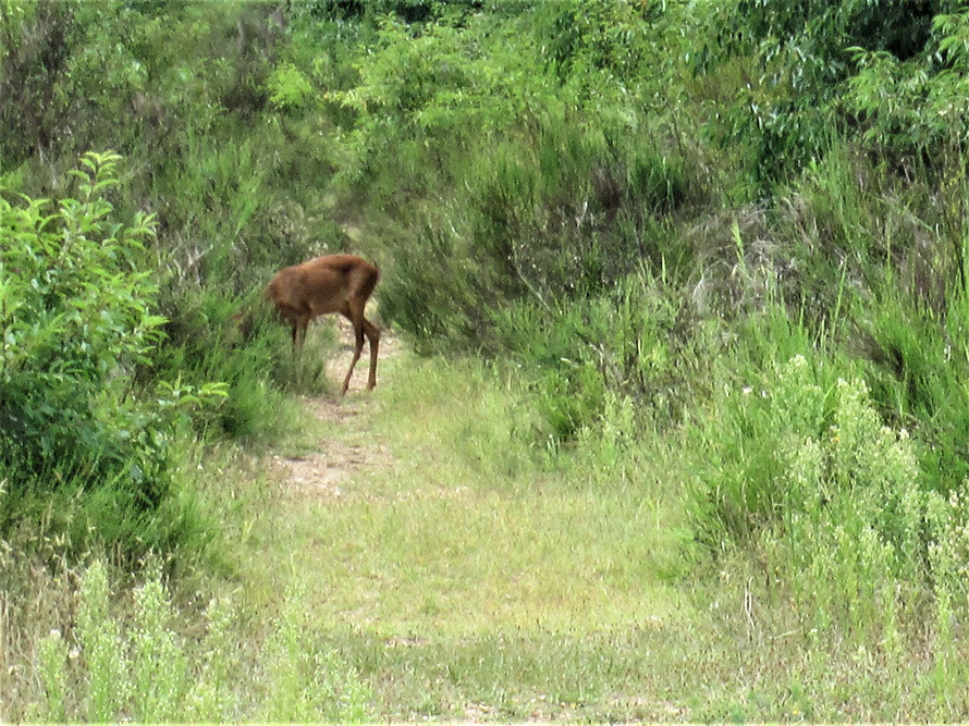 Biche sauvage broutant sur l'ancien champ de tir du camp militaire de Maisons-Laffitte (Route de l'Epine)