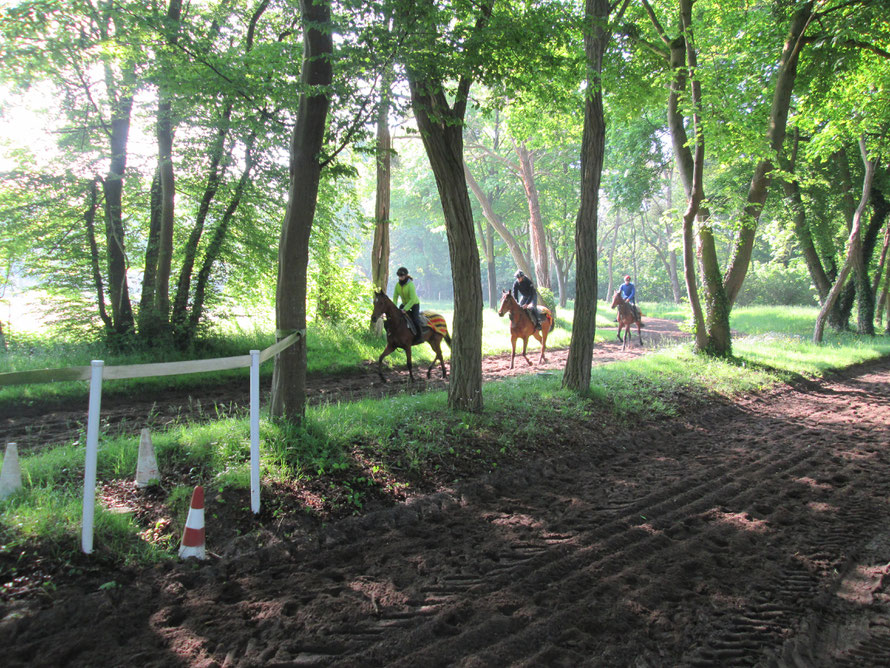 Entrainement de chevaux de course au centre d'entrainement de Maiosn-Laffitte