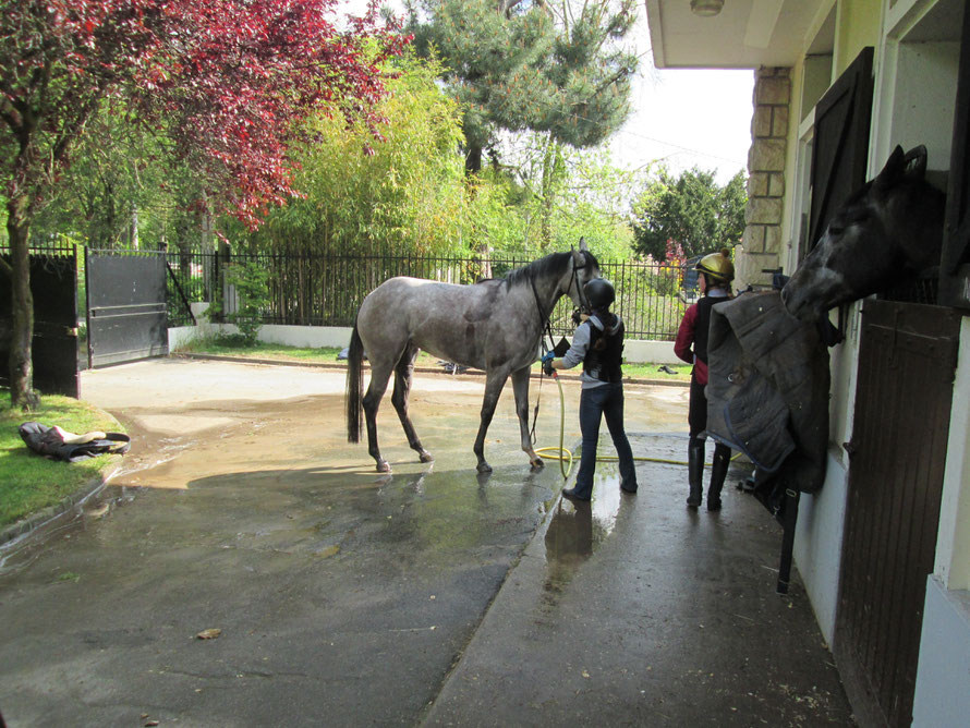 douche d'un cheval de course après l'entrainement à Maisons-Laffitte