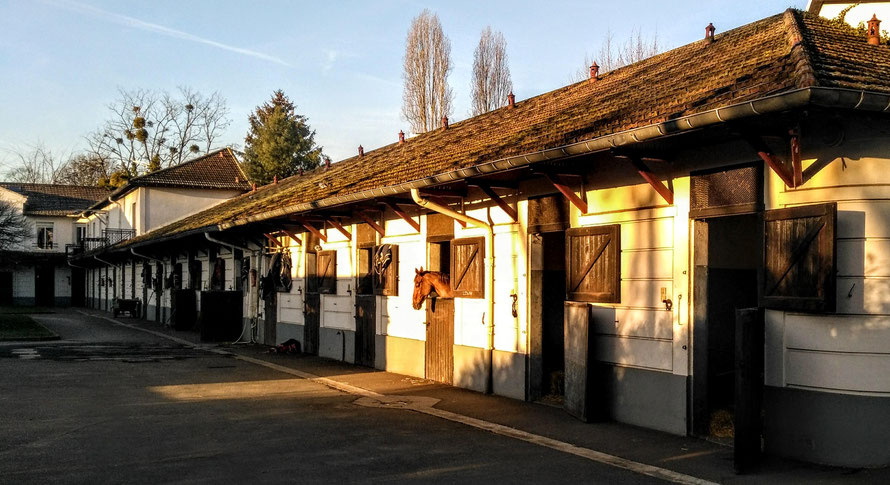 maisons-laffitte ecurie avenue malesherbes