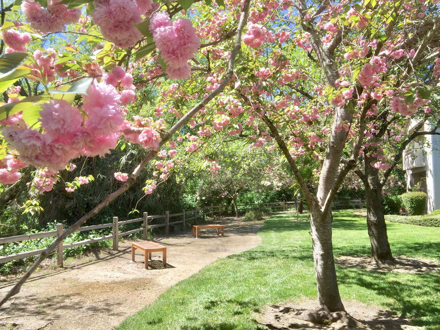 Image of a serene area by the creek in the back of complex. It shows a cherry tree with flowers and a couple of wooden benches.