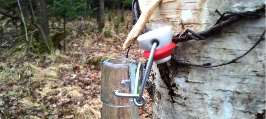 Naturabilis - Birkenwasser selber zapfen