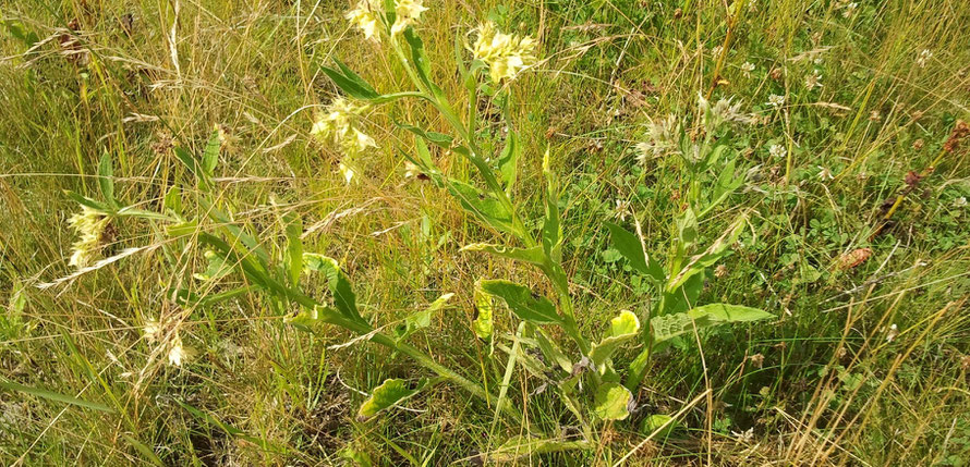 Naturabilis - Beinwell