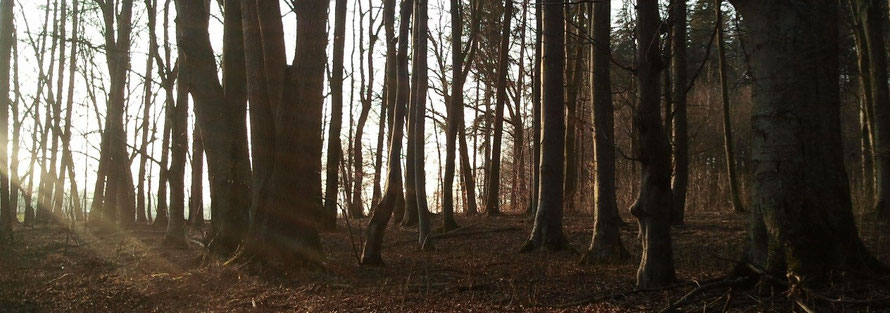 Weihnachten im Wald - Naturabilis