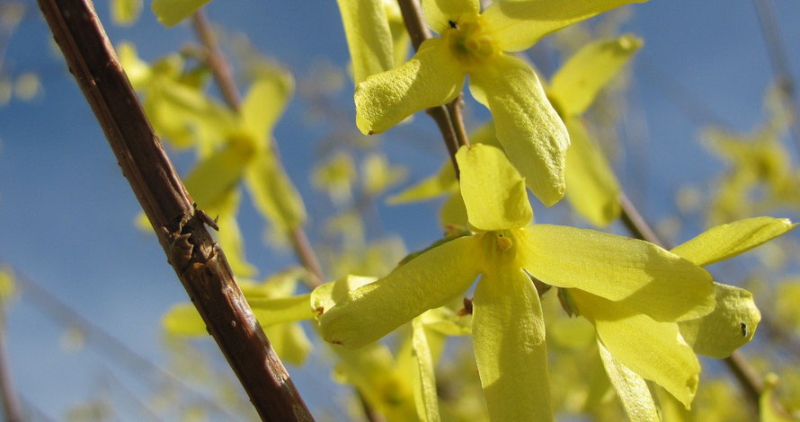 Naturabilis - Forsythie