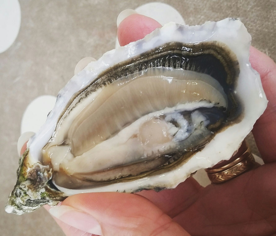 Shucked oyster perfection