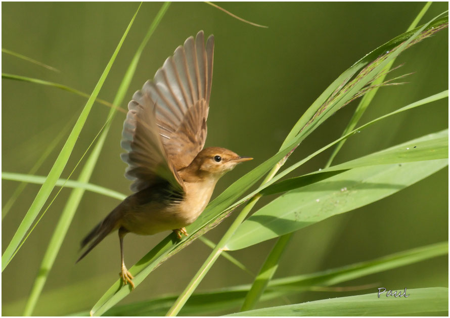 kleine karekiet natuurfoto De website van vanhovepaul!