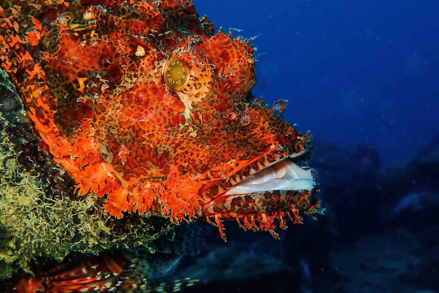 Red color Scorpion-Head Fish with open mouth. Macro Diving in Entalula Island, El Nido, Palawan, Philippines