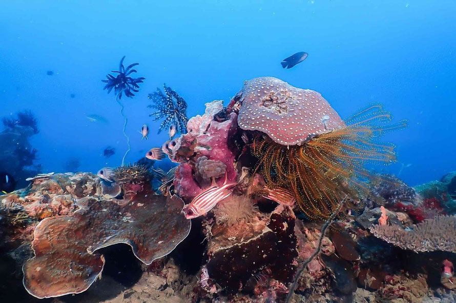 Beautiful Hard and Soft Corals and 3 kind of feather-stars. Clear Tropical Water. Best Scuba Diving in Philippines.