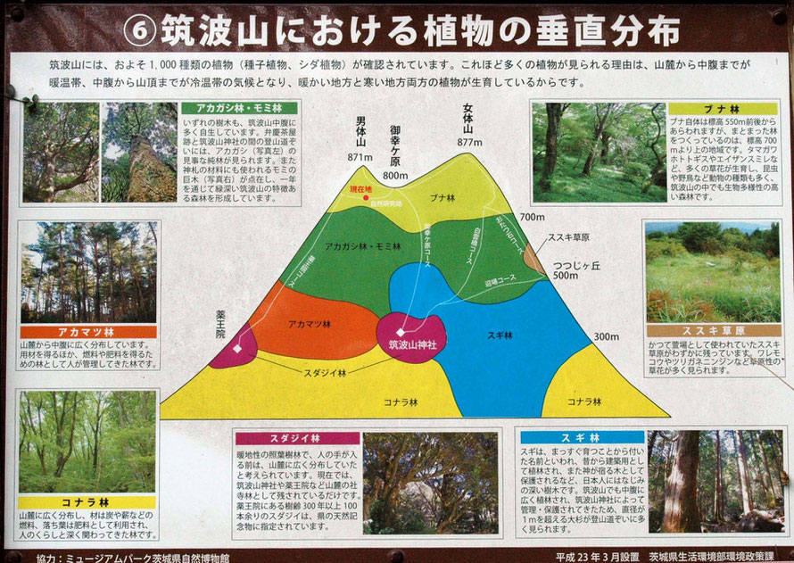 福袋 売れ残り 筑波山地域は自然の宝庫 - 筑波山とガマの油売り口上 サッカー