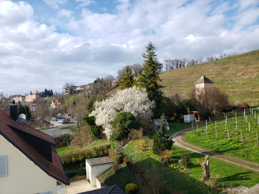 Blick vom Wohnzimmerfenster in die Reben und Oberstadt von Meersburg