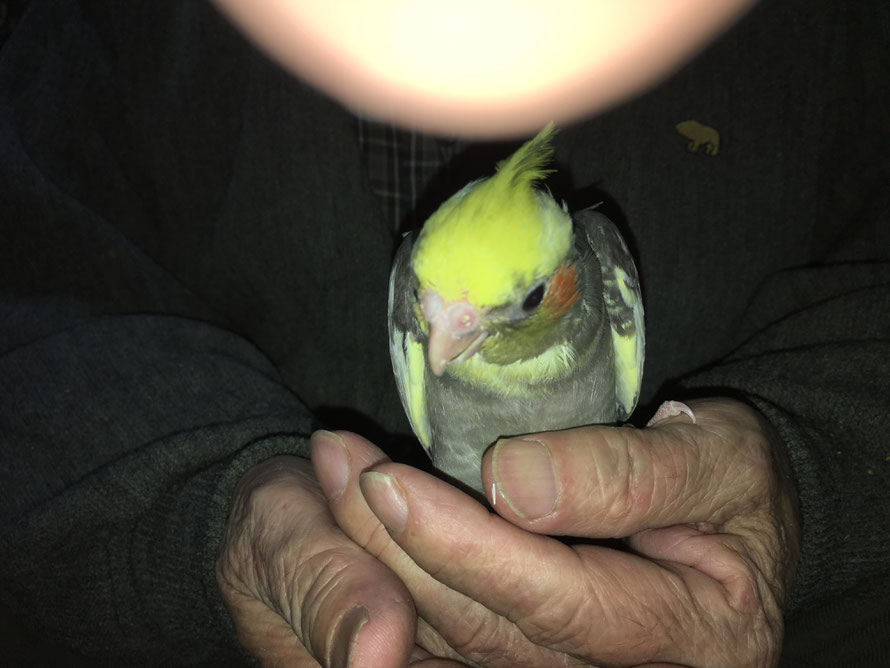 2017年3月30日 オカメインコ ペットミッキン