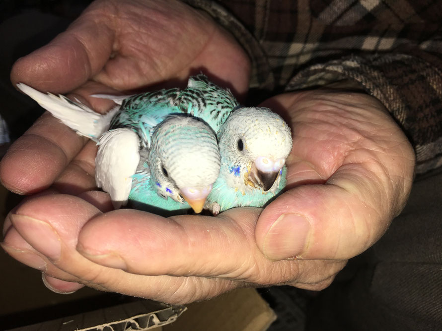 2020年 4月26日 セキセイインコ
