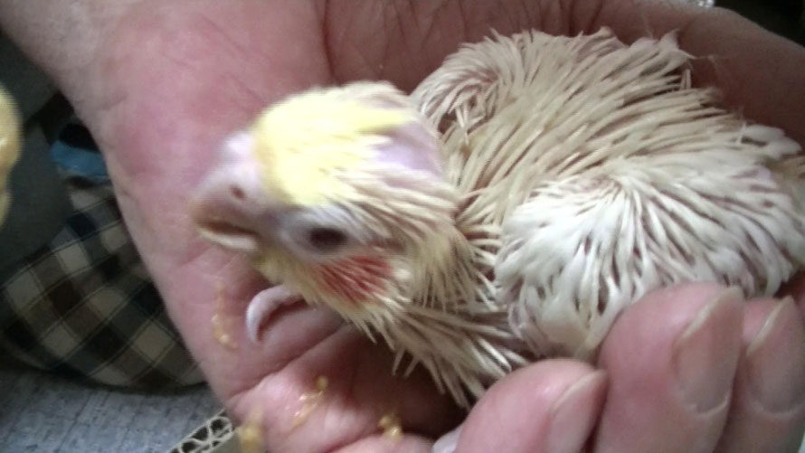 白オカメインコ