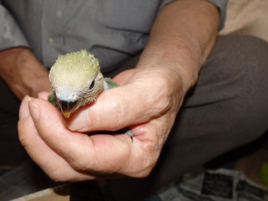 ２０１９年５月１７日　コザクラインコ