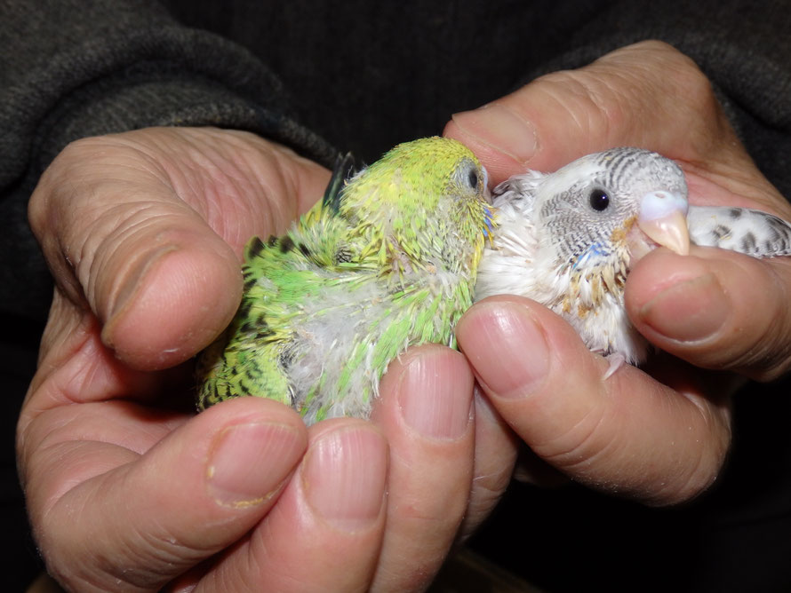2019年4月3日 セキセイインコ