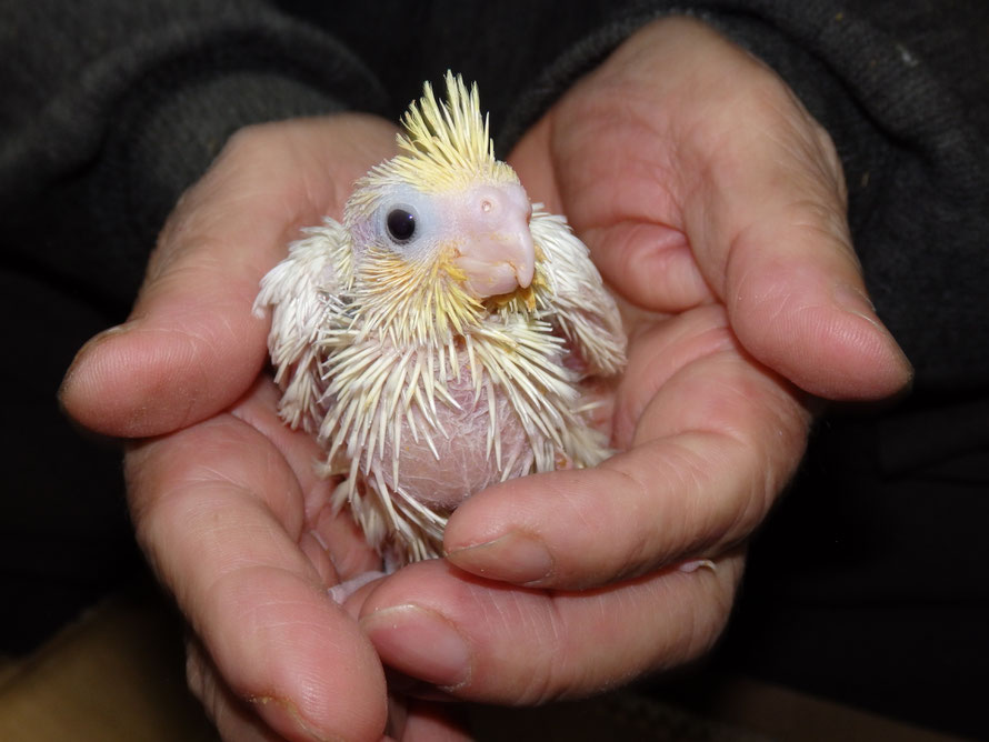 ２０１９年３月１７日　オカメインコ