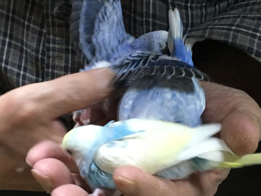 動き回るセキセイインコのヒナ