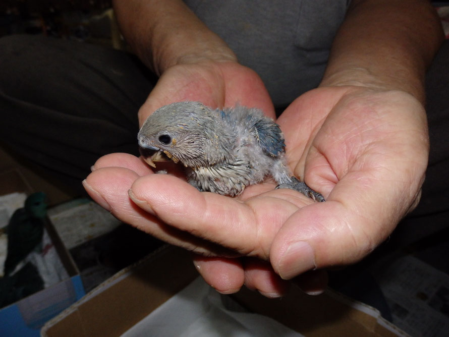 ２０１９年７月１５日　コザクラインコ