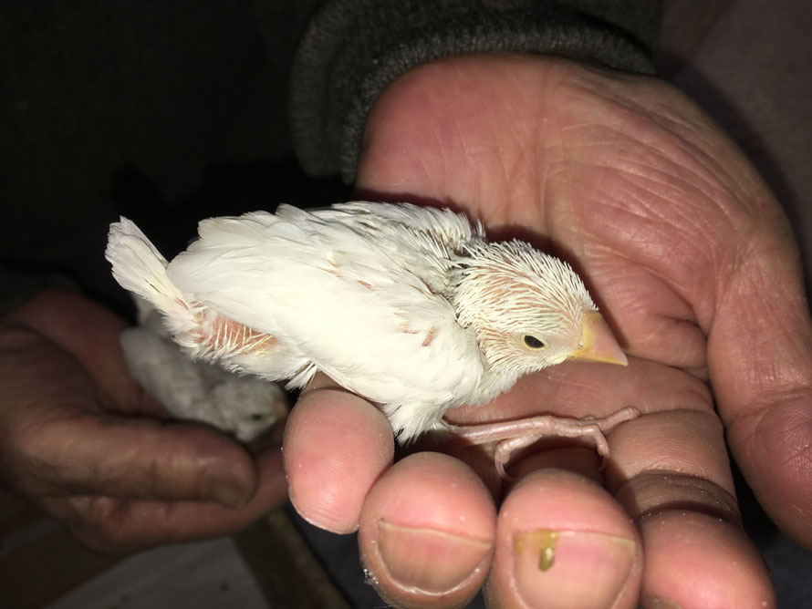 2019年4月11日 桜文鳥 ペットミッキン