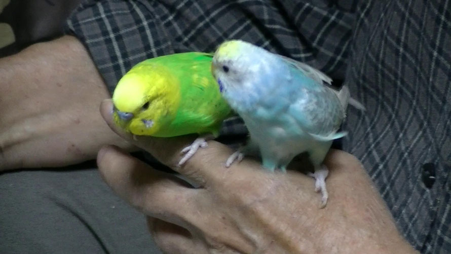 2018年11月10日 セキセイインコ