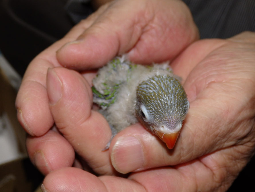 2019年5月25日 ボタンインコ