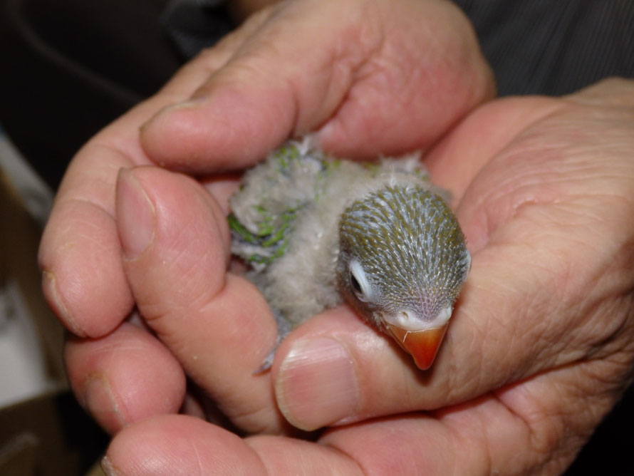 ２０１９年５月２５日　ボタンインコ