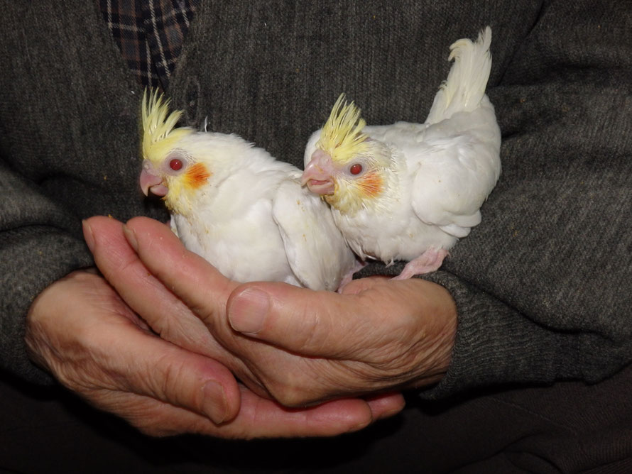 ２０１９年４月４日　オカメインコ