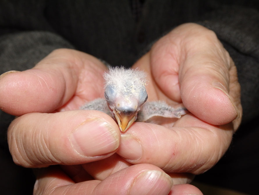 ２０１７年３月６日　コザクラインコ　ペットミッキン