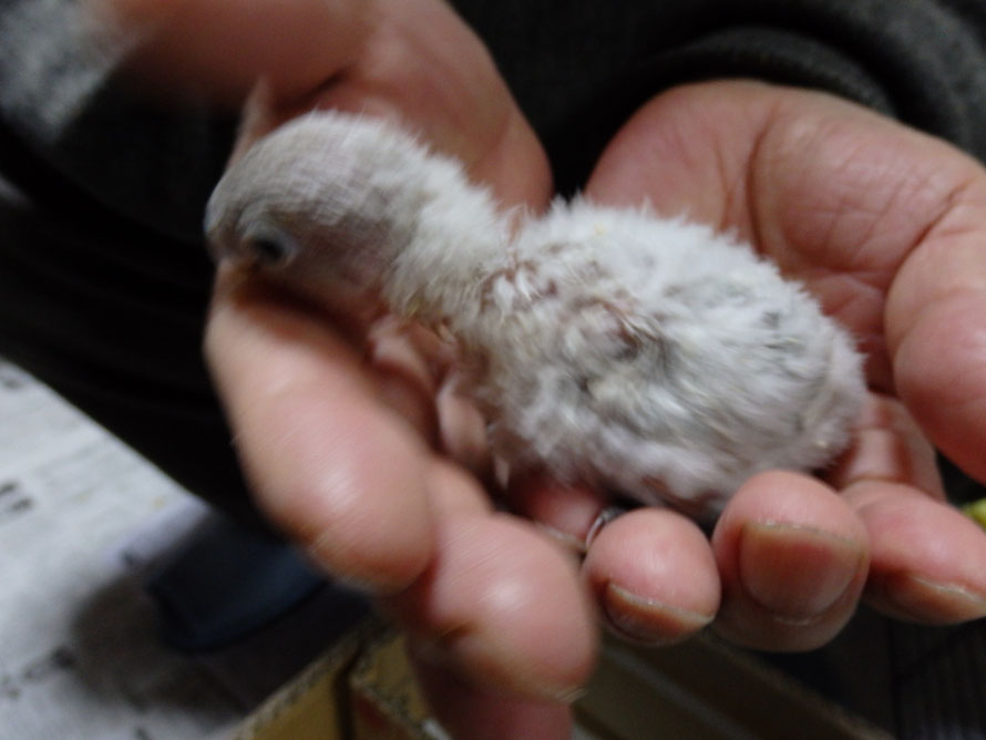 2019年3月1日 ホワイトボタンインコ ペットミッキン