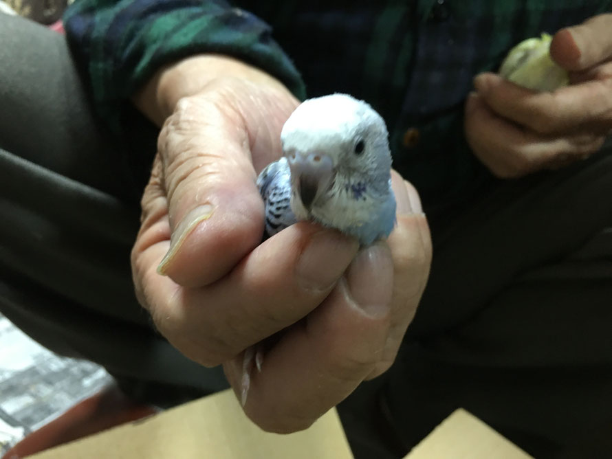 2019年10月12日 セキセイインコ