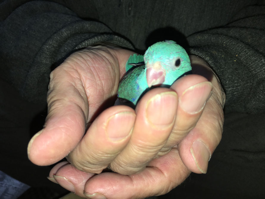 2019年3月30日 マメルリハインコ ペットミッキン