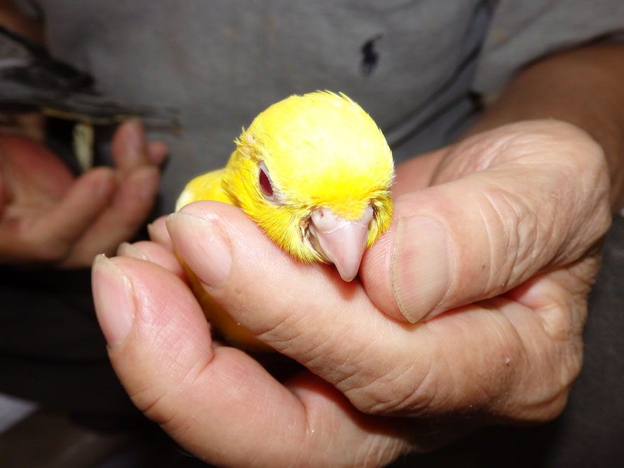 ２０１９年８月１９日　サザナミインコ　ルチノー