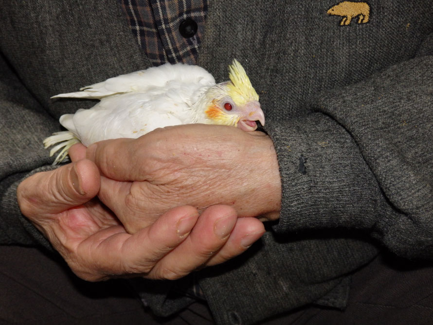 2019年4月3日 オカメインコ