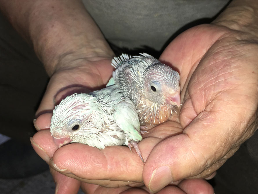 2019年7月3日 マメルリハインコ