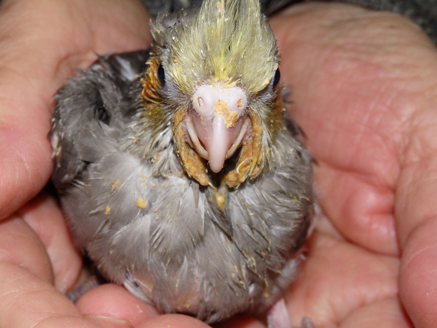2019年2月25日 ペットミッキンのオカメインコ