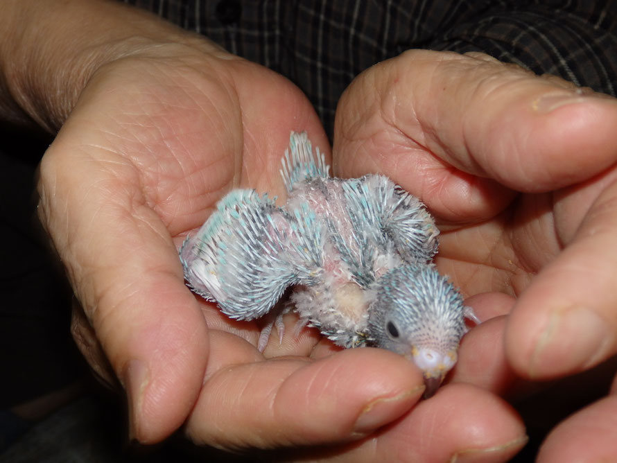 ２０１９年４月２８日　セキセイインコ