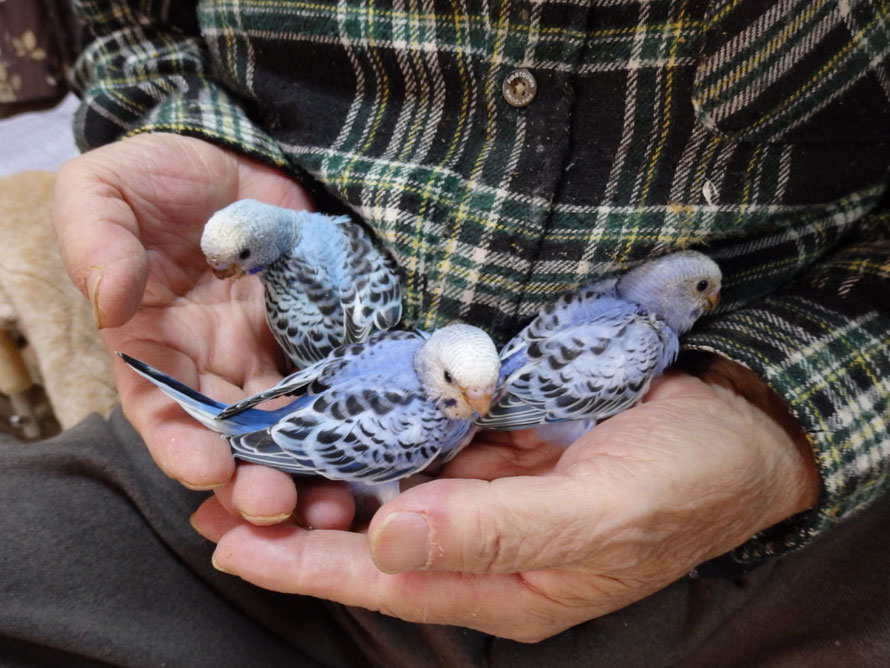 2020年12月5日 セキセイインコ