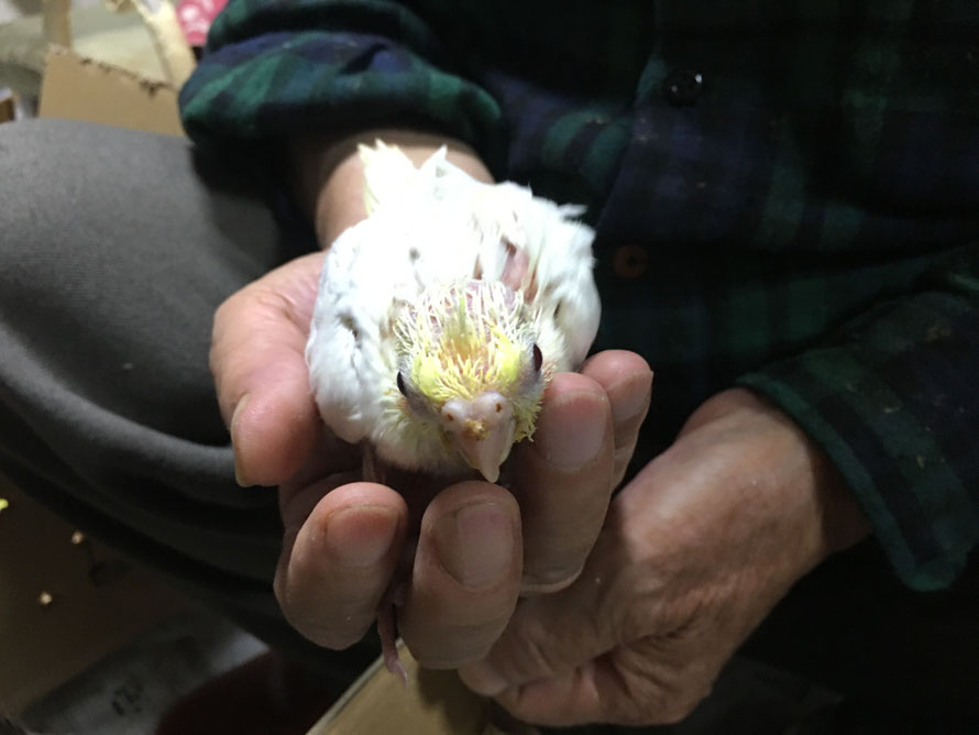 2019年10月7日 ルチノーオカメインコ