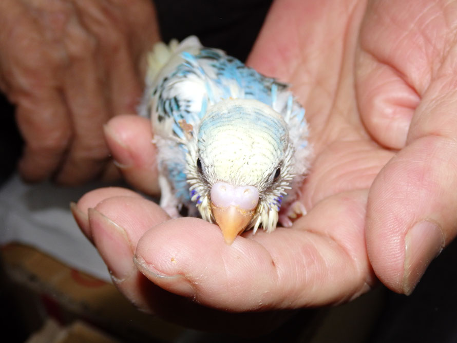 2019年3月16日 セキセイインコ ペットミッキン
